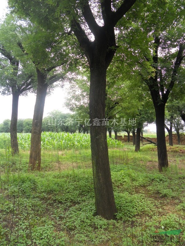40公分國槐價格