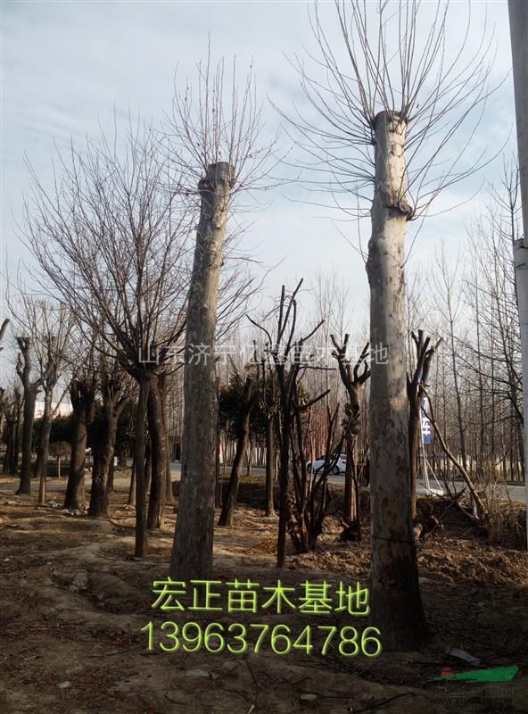 60公分大國槐樹價格