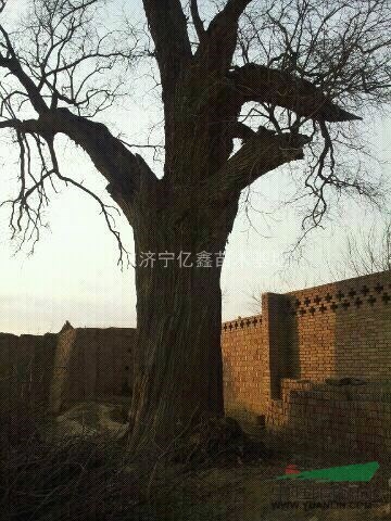 60公分大國槐樹價格