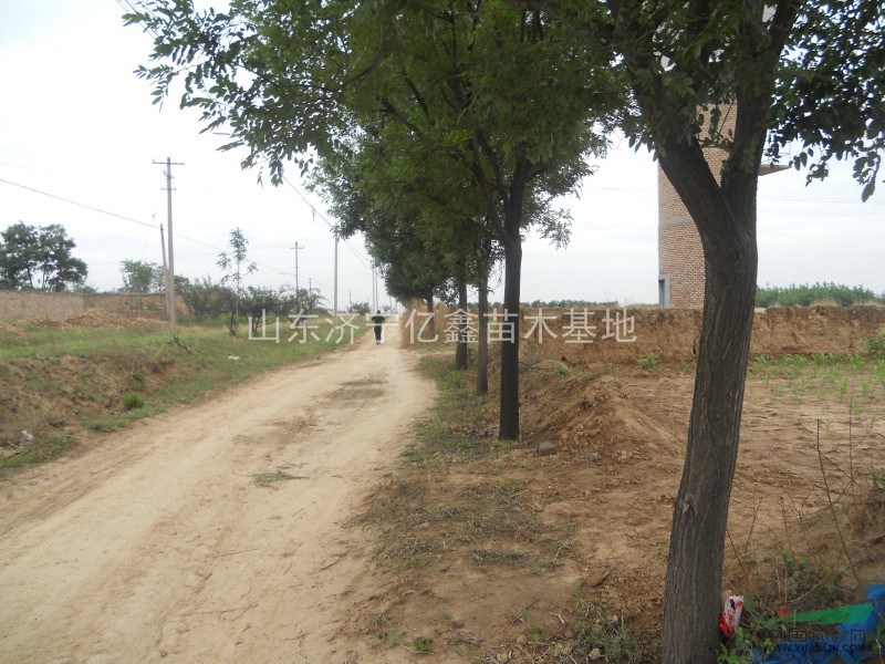 15公分國槐價(jià)格，16公分國槐價(jià)格