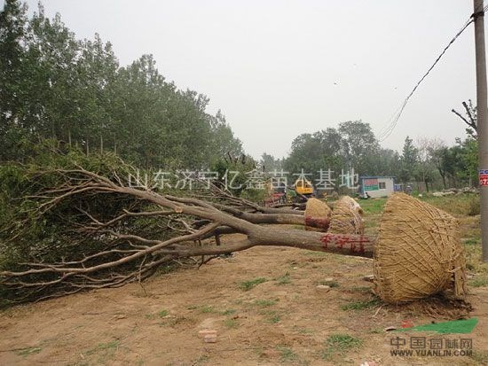 15公分國槐價(jià)格，16公分國槐價(jià)格