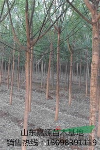 最新5公分國槐價格多少錢株