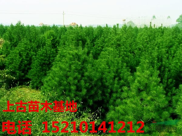 白皮松