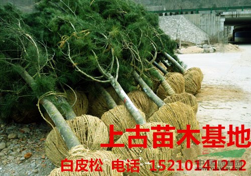 白皮松