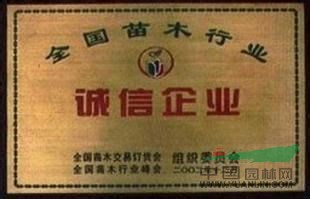 6公分、7公分國槐價格一年冒國槐