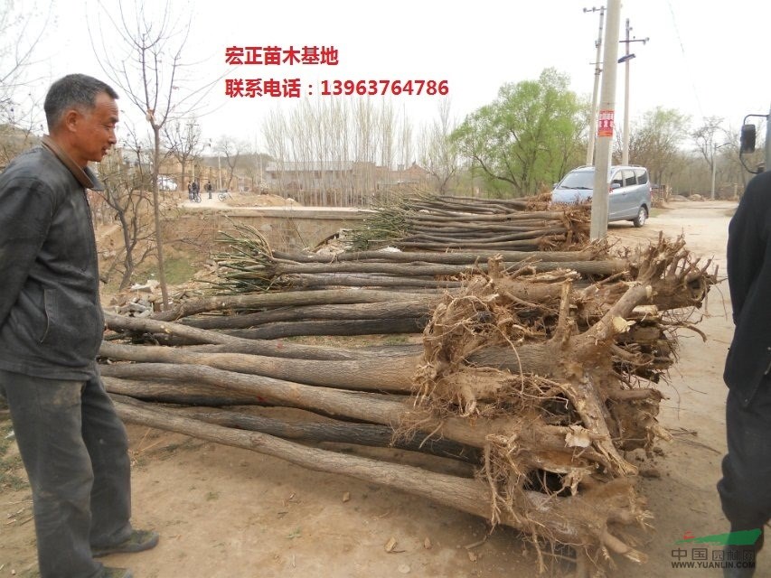 6公分、7公分國槐價格一年冒國槐