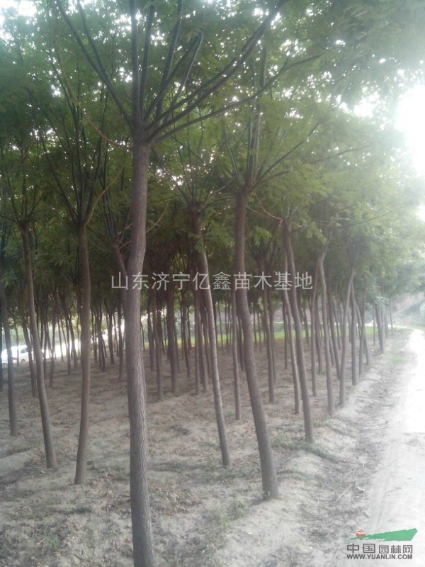 5公分國(guó)槐價(jià)格便宜