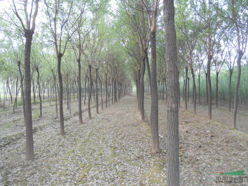 12公分國(guó)槐價(jià)格