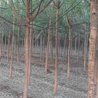 精品22公分國槐價格表