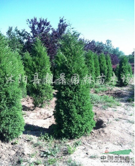 江苏蜀桧价格 蜀桧基地批发 蜀桧最新报价