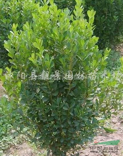 小叶黄杨苗，小叶黄杨球，大叶黄杨球