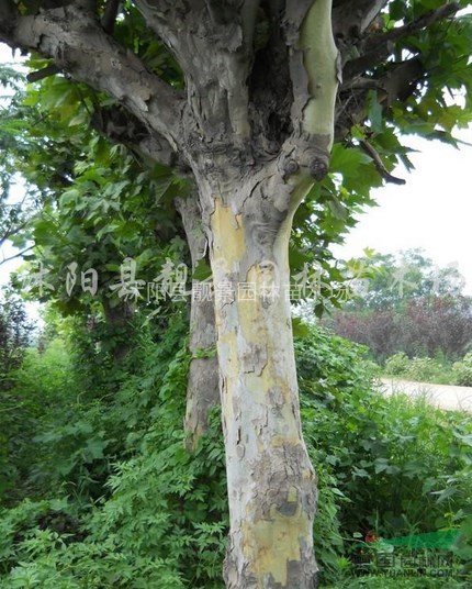 法桐价格，法桐苗