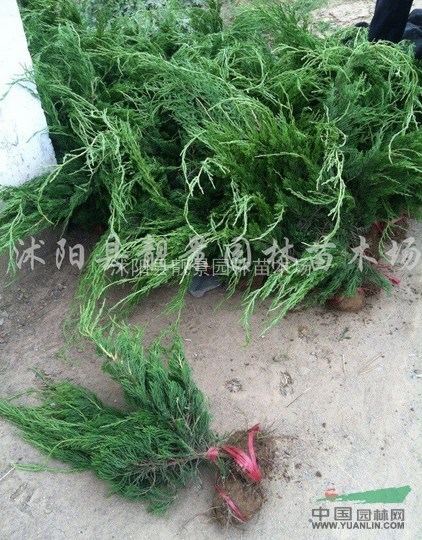龙柏价格 直升龙柏基地 龙柏球供应