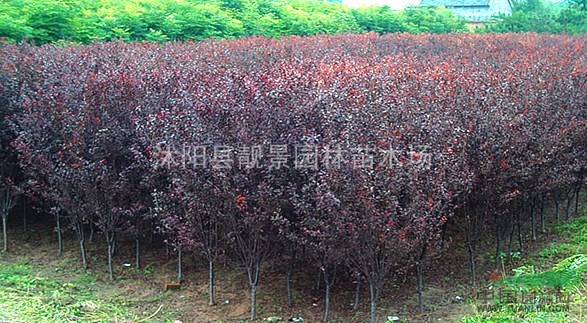 紫叶李苗价格，紫叶李基地批发 紫叶李1-8公分