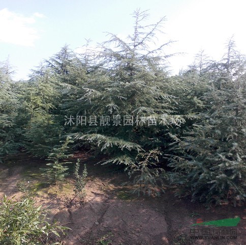 沭阳雪松价格，各规格雪松供应