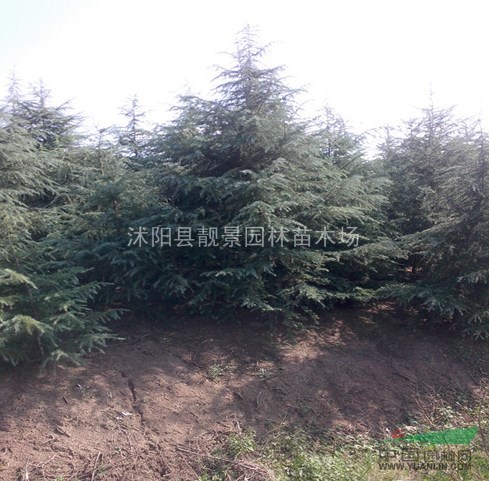 沭阳雪松价格，各规格雪松供应