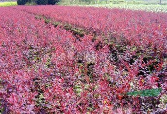 红叶小檗球，红叶小檗小苗价格 红叶小檗籽播苗