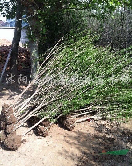 沭阳花石榴价格,软籽石榴小苗,果树基地