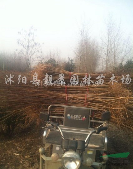 供应百日红，沭阳百日红价格