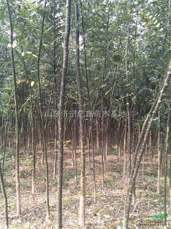 4公分裸根截桿國槐價格