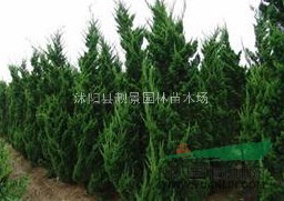 直升龙柏价格，3米高龙柏 龙柏树 龙柏基地
