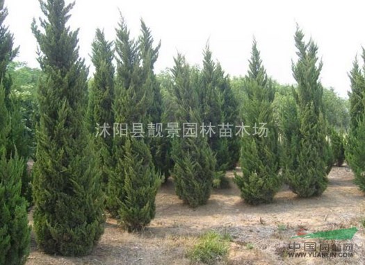 直升龙柏价格，3米高龙柏 龙柏树 龙柏基地