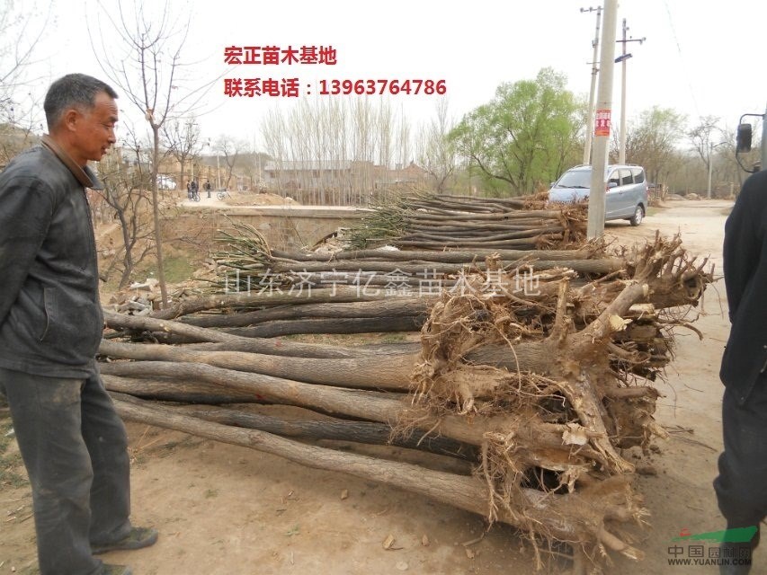 8公分國(guó)槐裸根截桿價(jià)格
