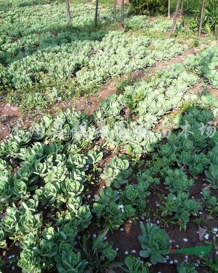 八宝景天苗最新价格 江苏八宝景天基地批发