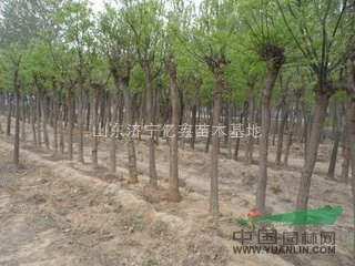 12公分國槐13公分國槐裸根截桿價(jià)格