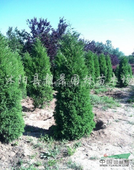 塔柏价格，塔柏基地 高速公路用塔柏挡灯光