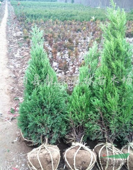 塔柏价格，塔柏基地 高速公路用塔柏挡灯光