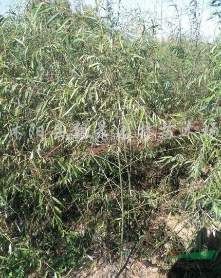 垂柳价格，垂柳苗价格--江苏地区