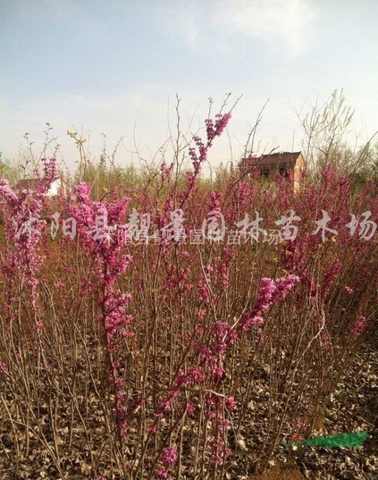 紫荆价格 紫荆图片 独杆紫荆供应