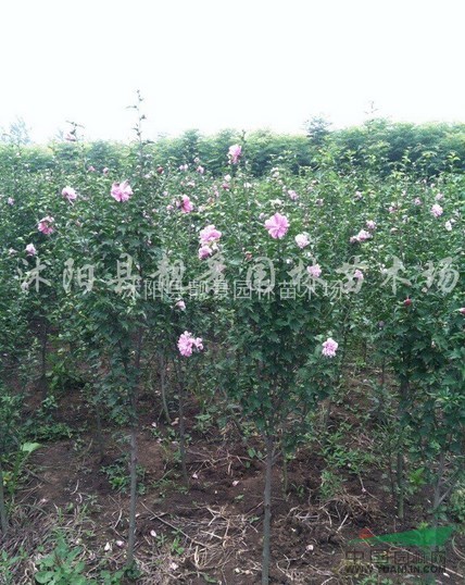 红花木槿基地，重瓣木槿价格，江苏木槿1-6公分