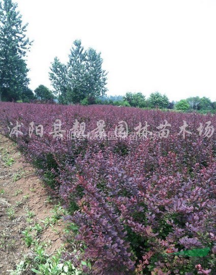 红叶小檗球，红叶小檗小苗价格 红叶小檗籽播苗