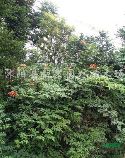 凌霄1-5公分，凌霄苗基地供应 爬藤植物凌霄 （美国凌霄）