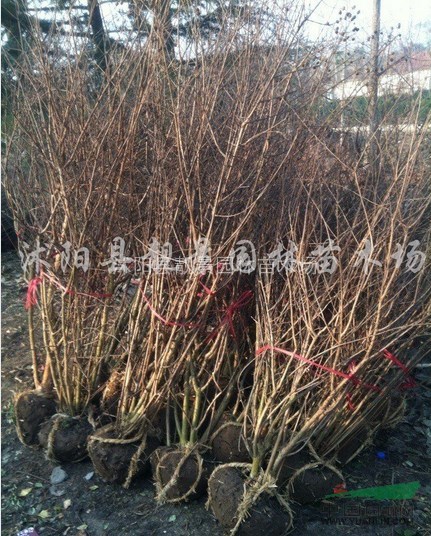 江苏供应紫薇沭阳丛生紫薇，价格