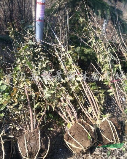 江苏供应腊梅丛生,腊梅供应,腊梅小苗