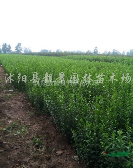 绿叶水腊30-60公分价格，水腊苗种植 ，绿叶水腊苗批发