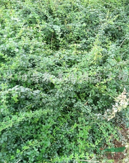 江苏迎春30-60公分长价格，迎春新报价 迎春基地