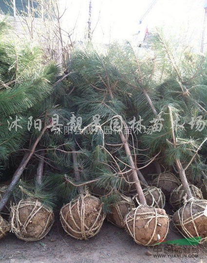 黑松价格，2018年黑松苗报价，黑松种子供应