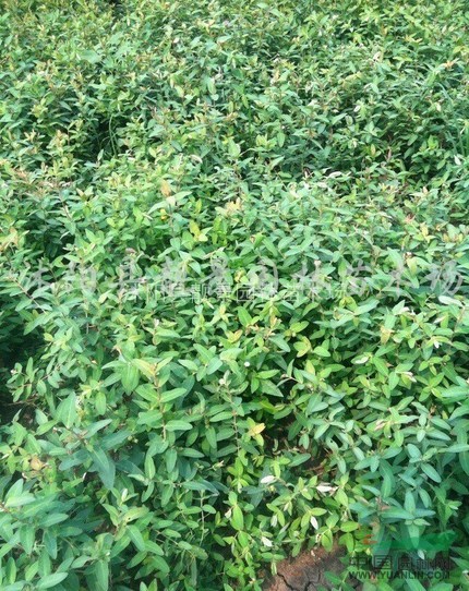 小叶扶芳藤价格，江苏小叶扶芳藤