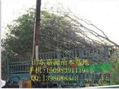 春季12公分國槐價格最新