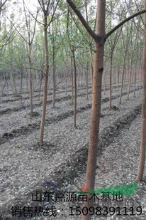 最新13公分國槐價格報價
