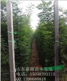 最新19公分國(guó)槐價(jià)格多少錢