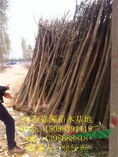 2015年23公分國槐價格報價