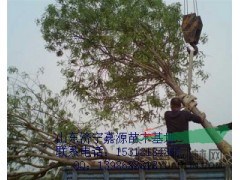 春季24公分國槐價格多少錢