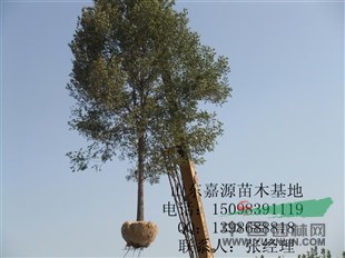 米經26公分國槐價格表