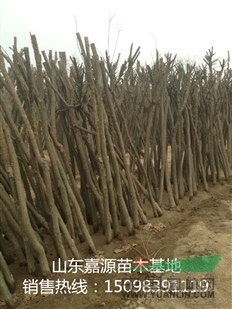 胸徑27公分國槐價(jià)格最新