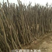 胸徑13公分國槐價(jià)格表